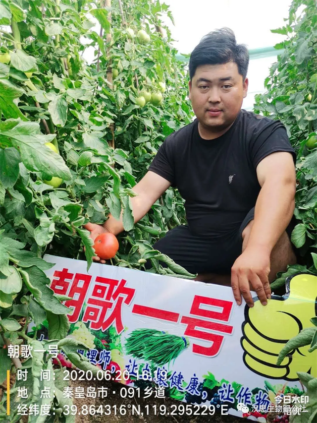 意外驚喜，《朝歌一號》不光解決西紅柿陰陽臉，還能能讓土壤踩上去軟軟的！